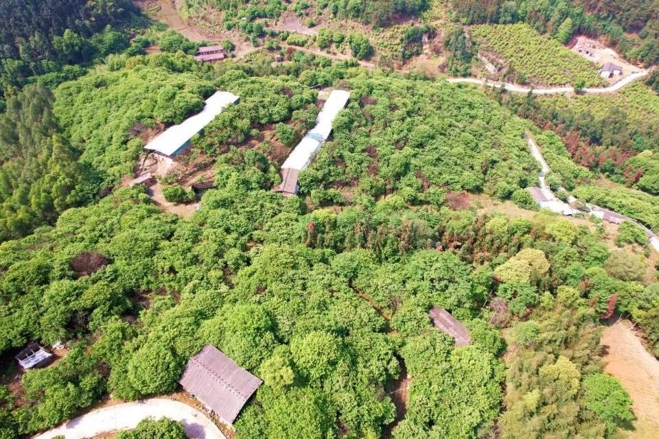 四川泸州板栗园+养殖场200亩转让-泸县