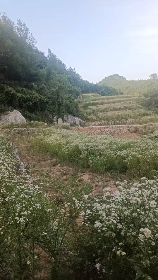 四川广元耕地200亩出租(旺苍县)