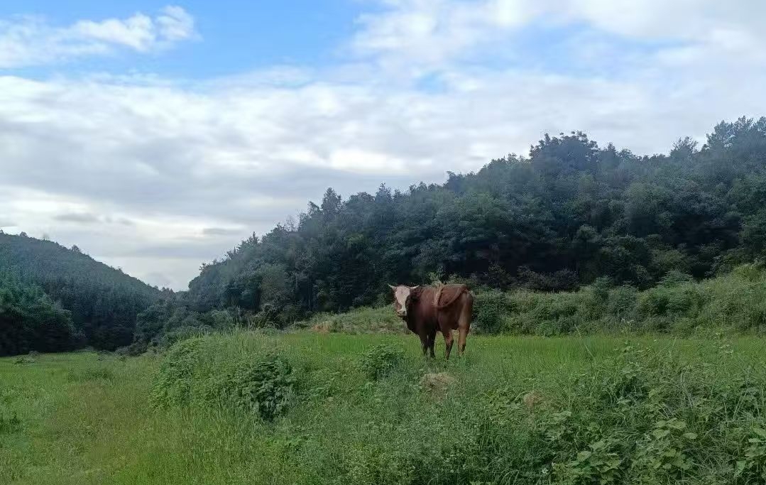 江西赣州旱地3000亩出租(蓉江区)
