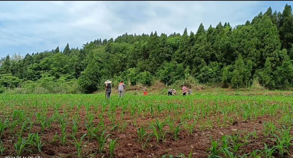 四川资阳耕地15亩出租(安岳县)