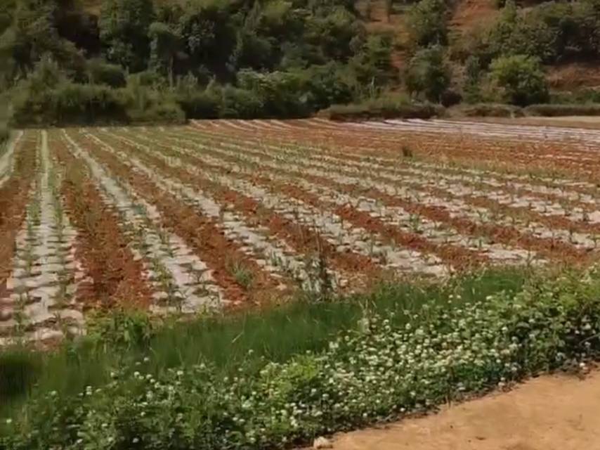 云南昆明耕地40亩出租--寻甸县