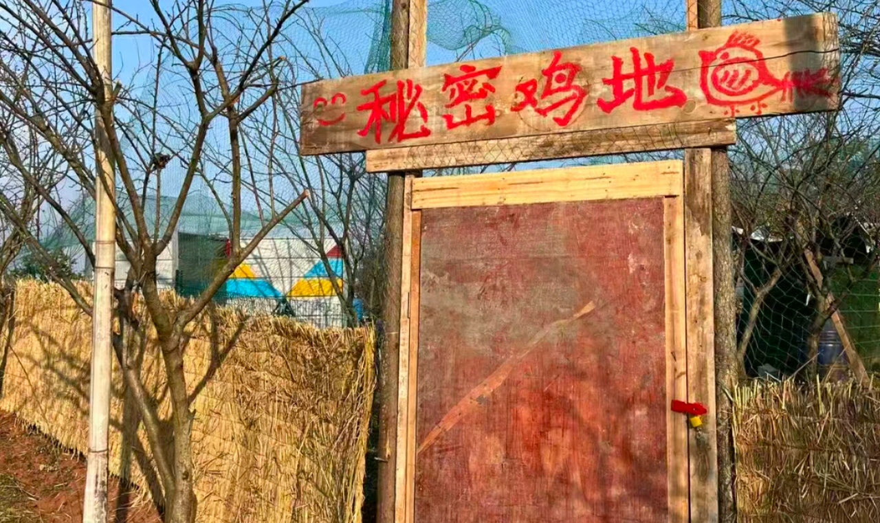 四川成都网红抓鸡场地20亩转让(双流区)