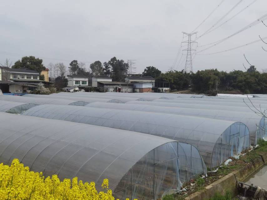 四川成都大棚16亩出租-龙泉