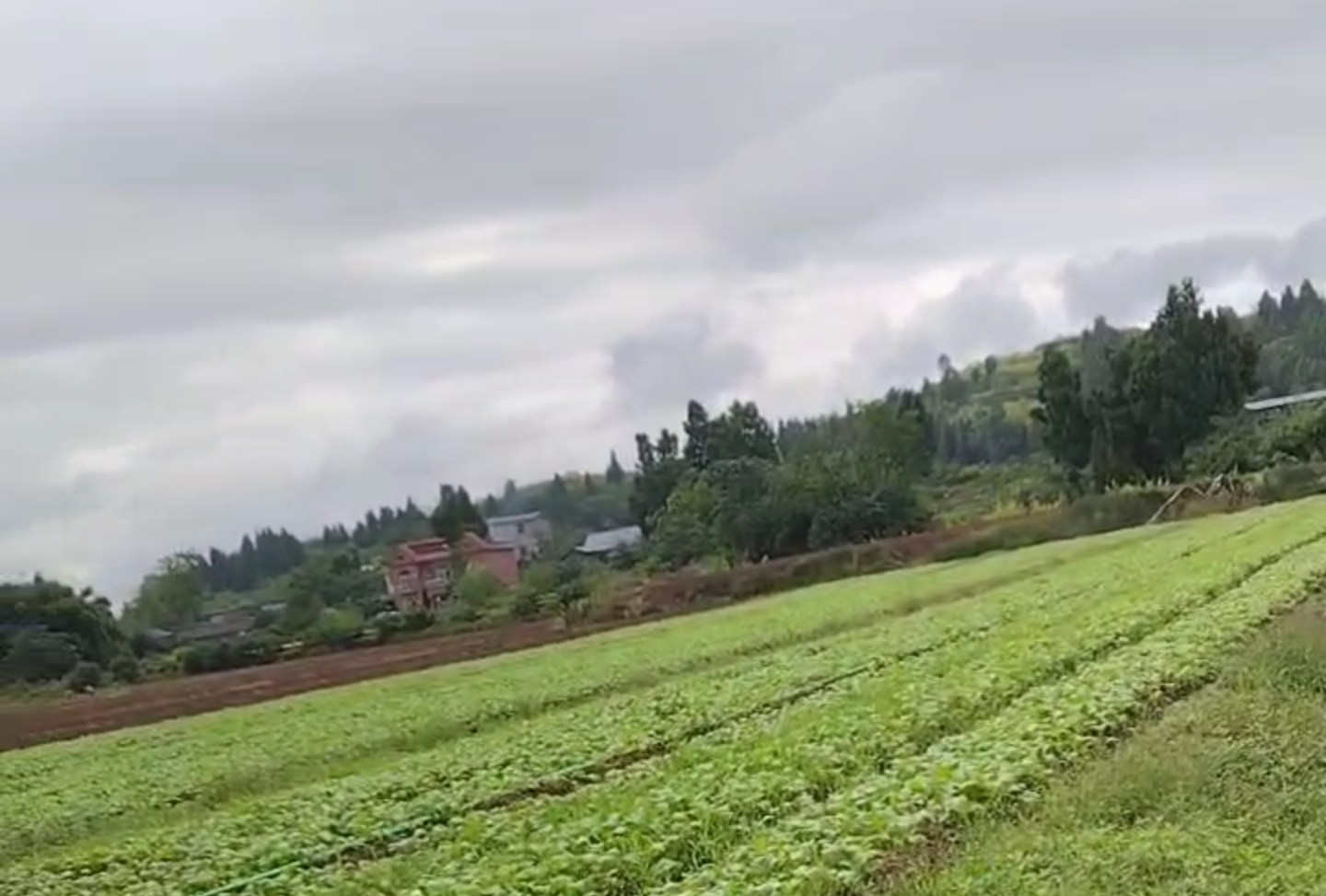 四川资阳耕地120亩出租(安岳县)