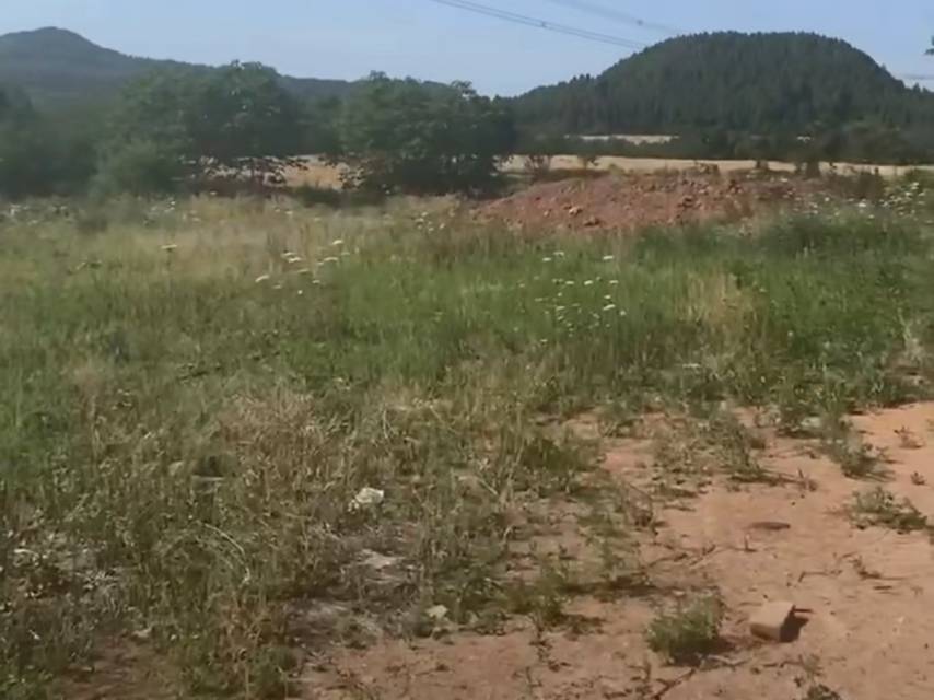 四川省绵阳草皮地200亩出租(三台县)