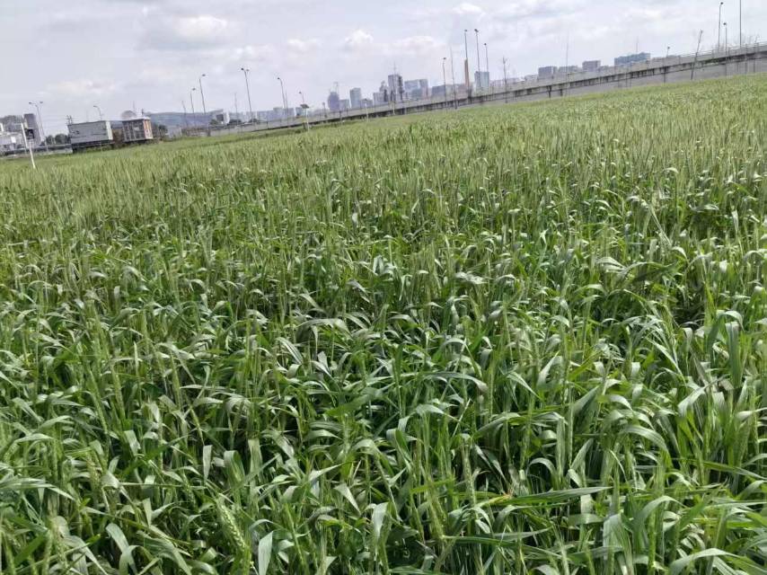 四川成都市耕地5000亩出租(武侯区)