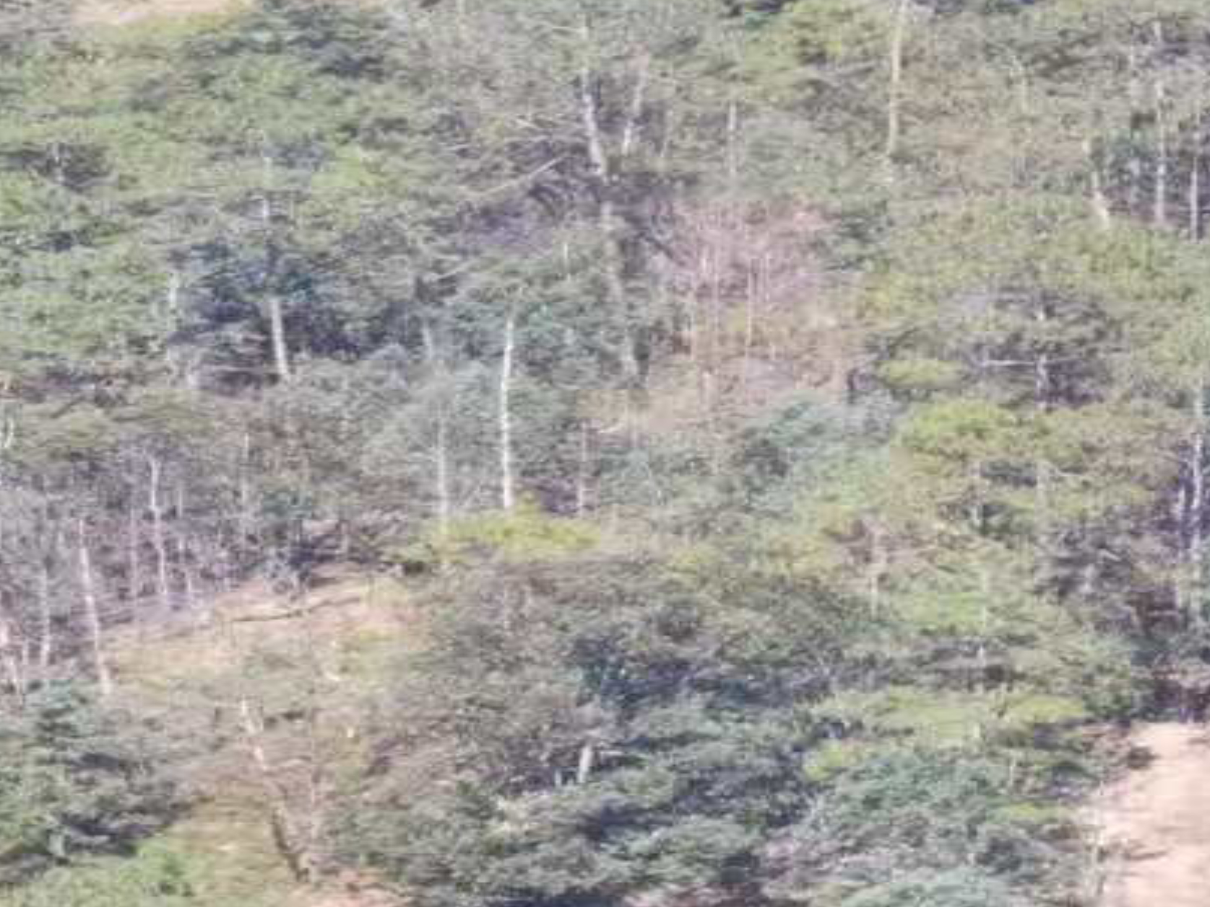 四川省凉山州林地3000亩转让(西昌)