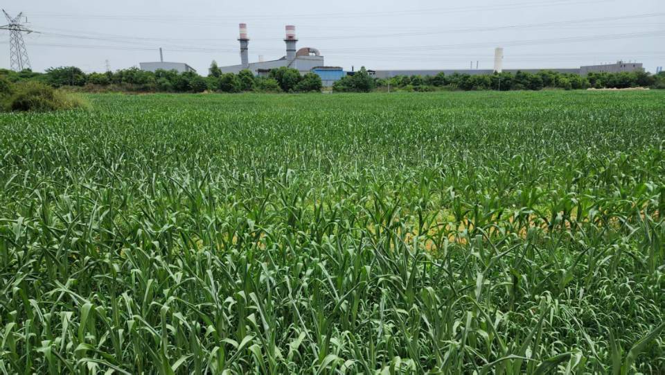 四川眉山耕地300亩出租(东坡区)