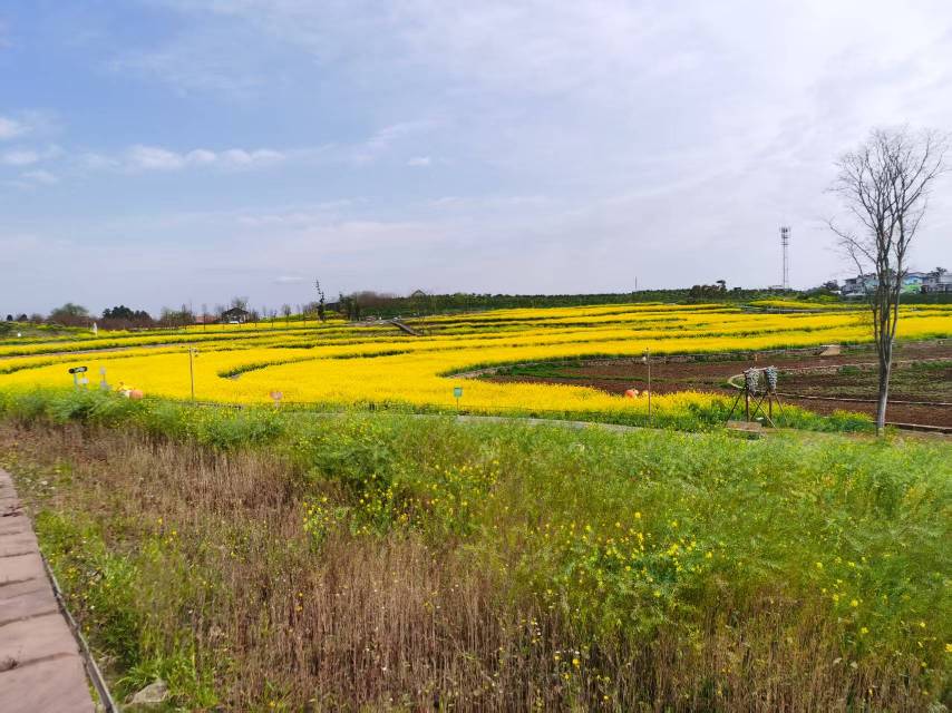四川成都市高标准农田100亩合作(金堂县)