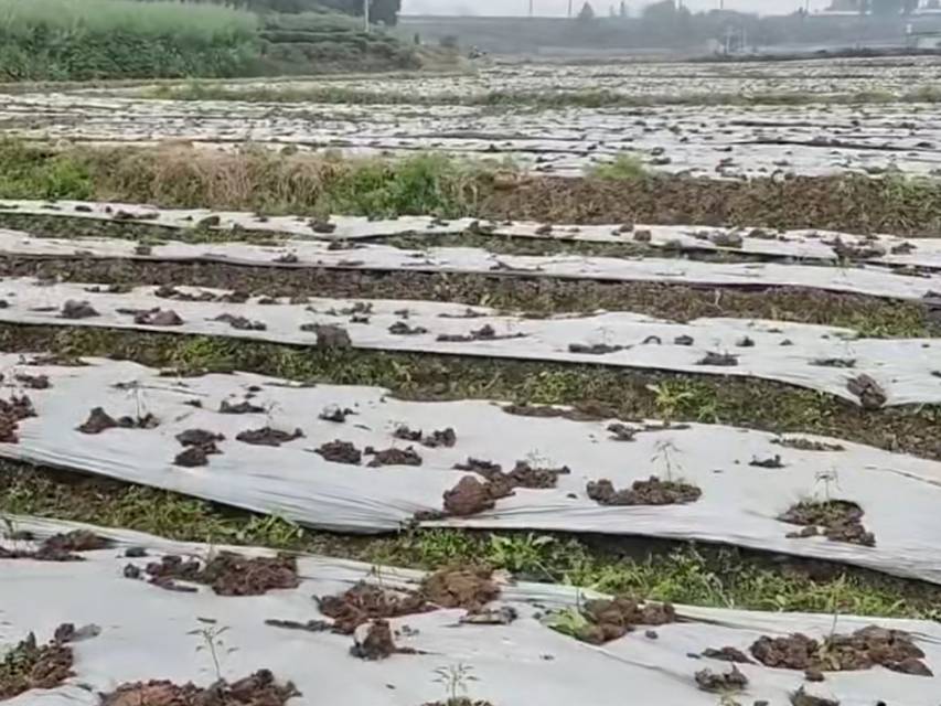 四川乐山耕地90亩出租-夹江县
