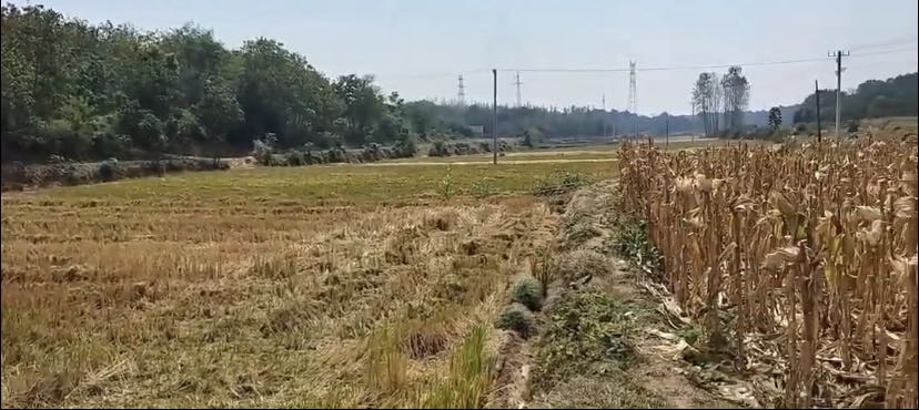 湖北荆门市耕地70亩出租(东宝区)