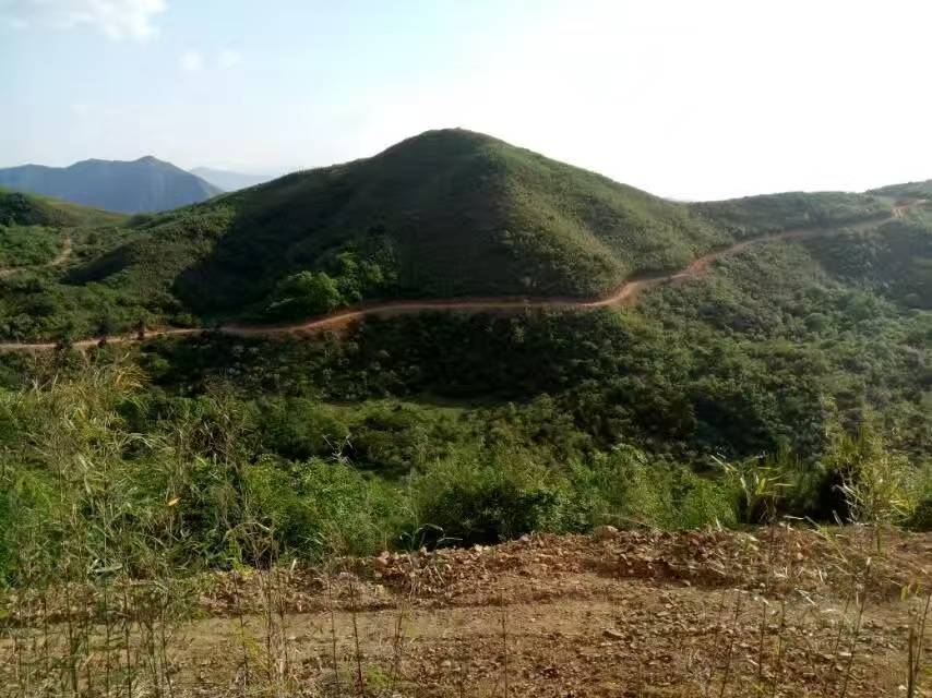 陕西安康荒山地2000余亩出租合作-紫阳县
